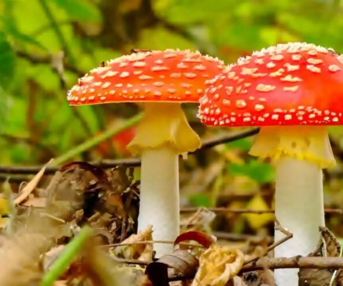 Paddenstoelen 1024x497